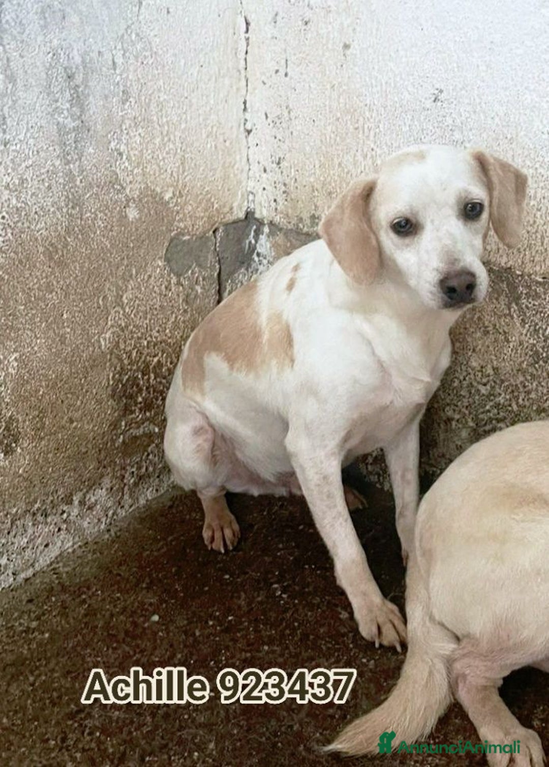 Meticcio cani in regalo: Achille - Annuncio 1