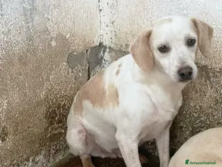 Meticcio cani Achille - Annuncio 32