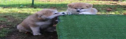 Akita Inu cani in vendita: Cuccioli di Akita da allevamento ENCI - Annuncio 5