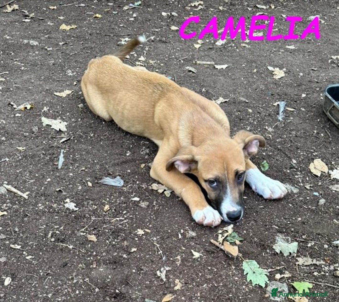 Meticcio cani in regalo: FEDORO e CAMELIA adorabili cuccioli a Provincia di Lucca - Immagine 5
