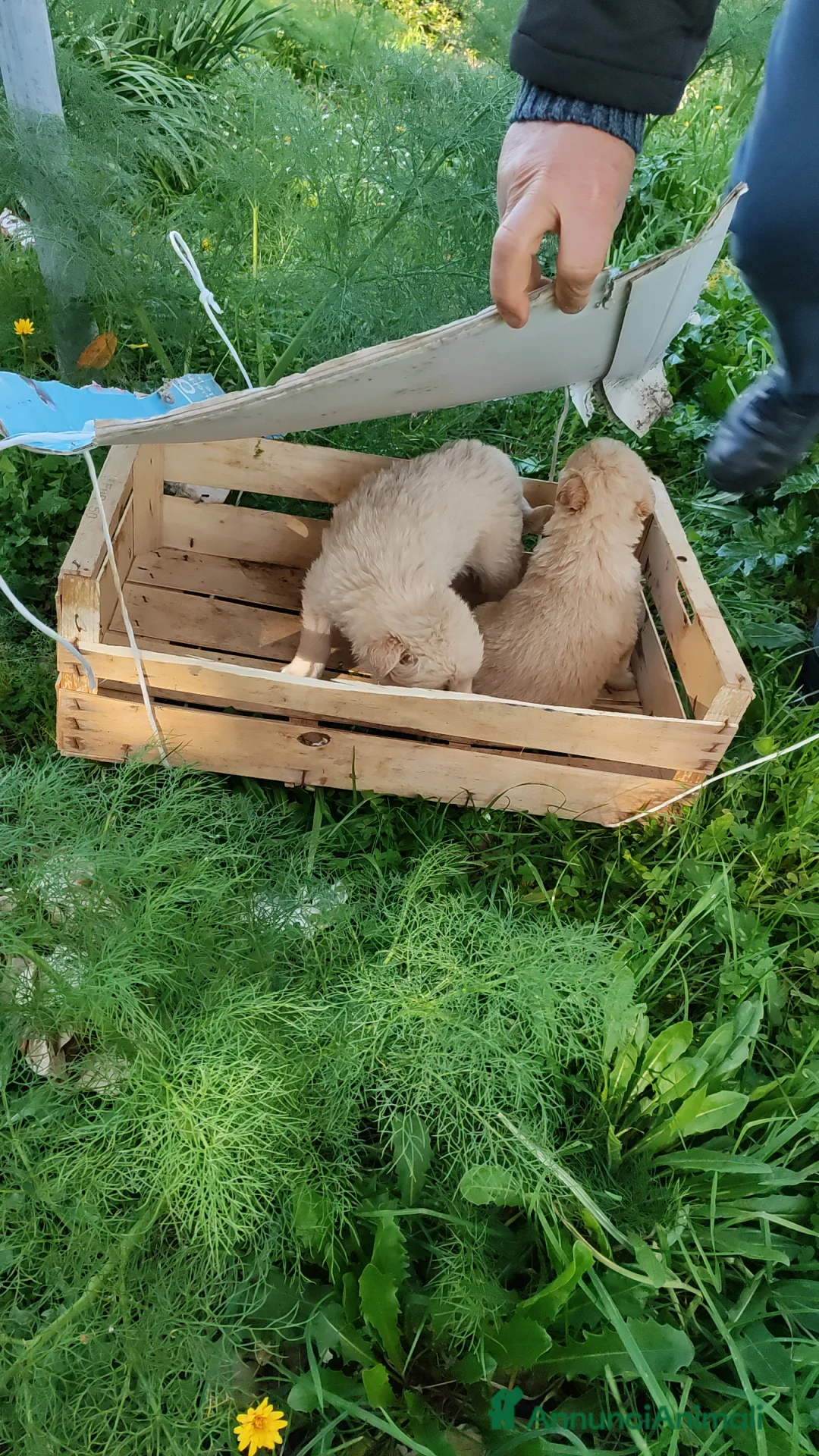 Meticcio cani in regalo: Candy e Creamy in adozione cercano famiglia  a Città metropolitana di Milano - Annuncio 2