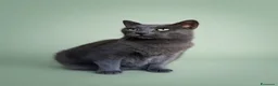Europeo gatti in regalo: Gatti in adozione! a Provincia di Vicenza - Annuncio 2