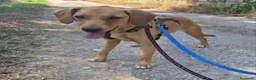 Meticcio cani in regalo: Flocky: 2 anni, taglia contenuta, socievole  - Annuncio 6
