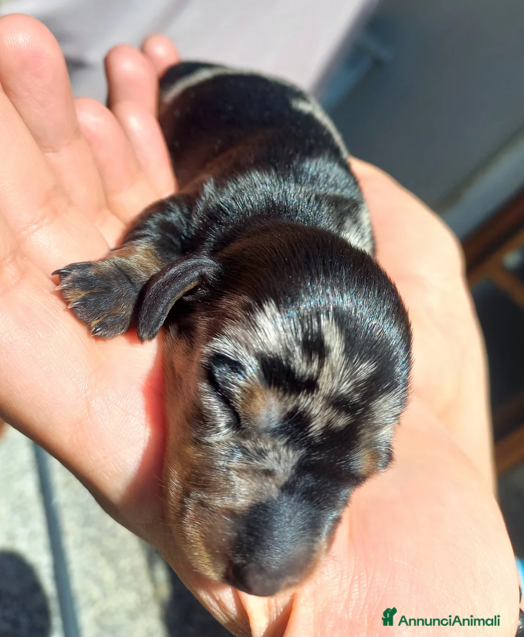 Bassotto cani in vendita: Bassotti nani pelo corto - Annuncio 3