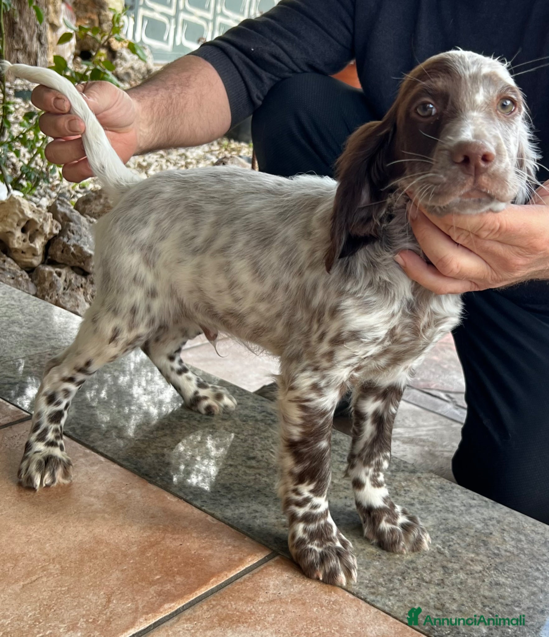 Setter Inglese cani in vendita: Setter inglese  - Annuncio 1