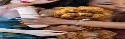 Barboncino Toy cani per accoppiamento: Romeo cerca Fidanzatina❤️ a Città Metropolitana di Venezia - Annuncio 5
