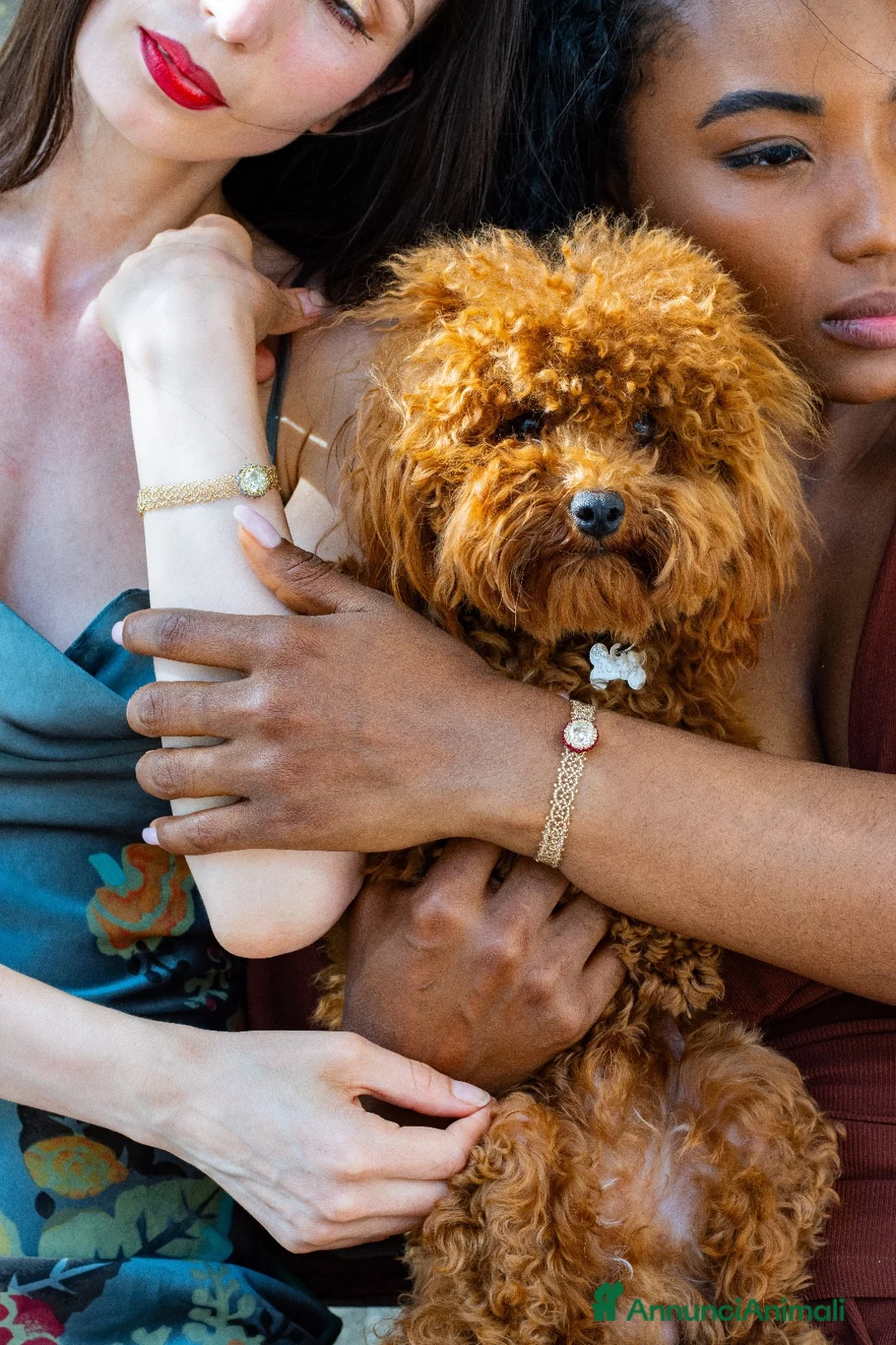 Barboncino Toy cani per accoppiamento: Romeo cerca Fidanzatina❤️ a Città Metropolitana di Venezia - Annuncio 5