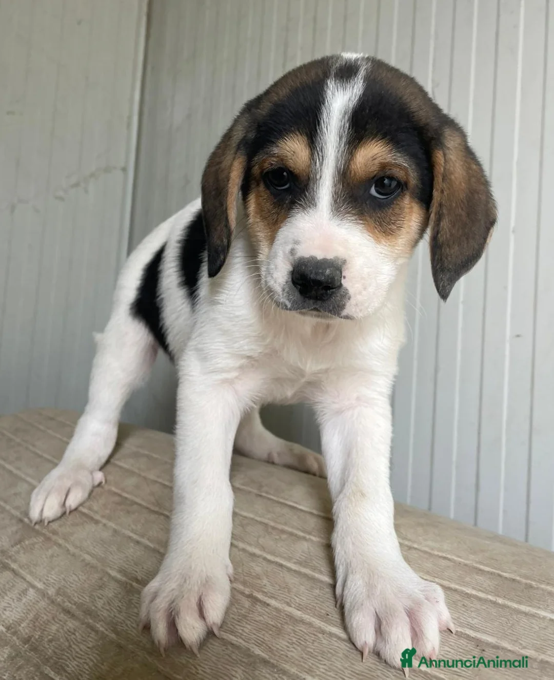 Meticcio cani in regalo: ELETTRA ASPETTA TE - Annuncio 1