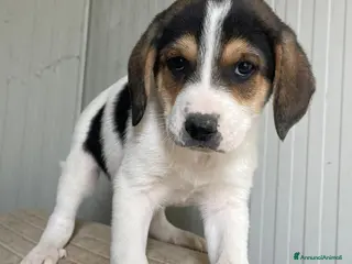 Meticcio cani ELETTRA ASPETTA TE - Annuncio 18