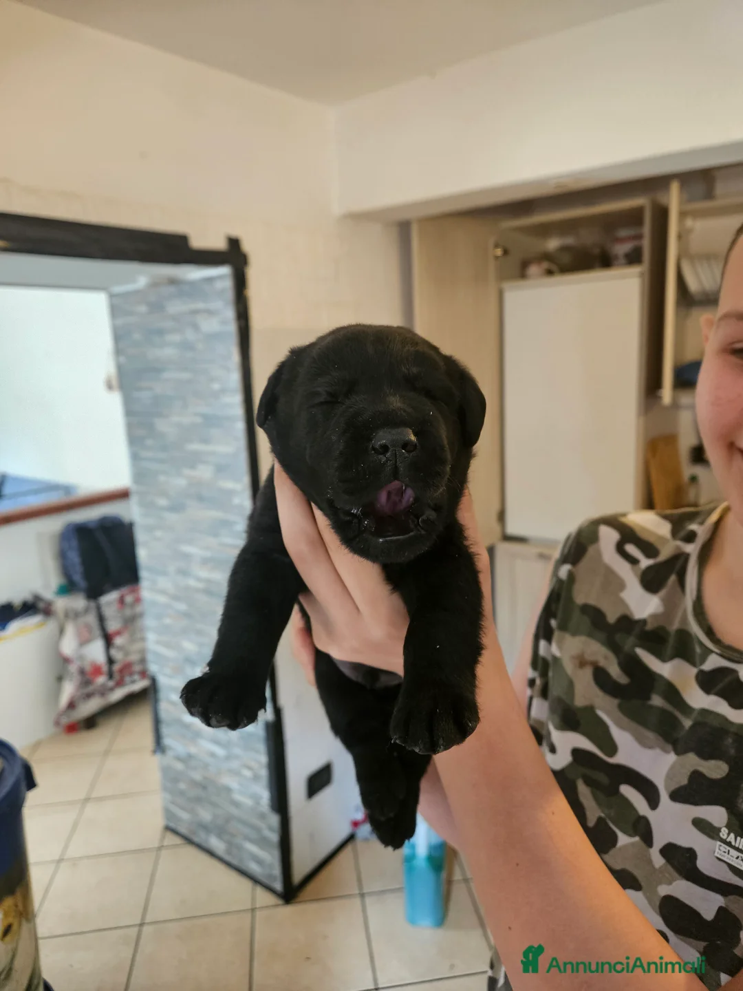 Labrador cani in vendita: Cucciolo Labrador Retriever nero - Annuncio 6