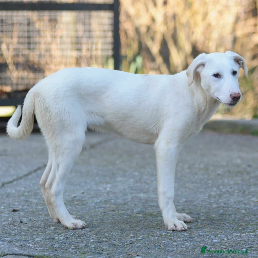 Meticcio cani in regalo: OLIVER - Annuncio 2