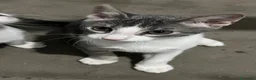 Meticcio gatti in regalo: Adozione gattini  - Annuncio 1