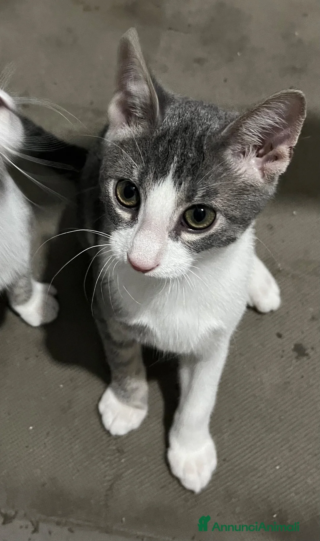 Meticcio gatti in regalo: Adozione gattini  - Annuncio 1