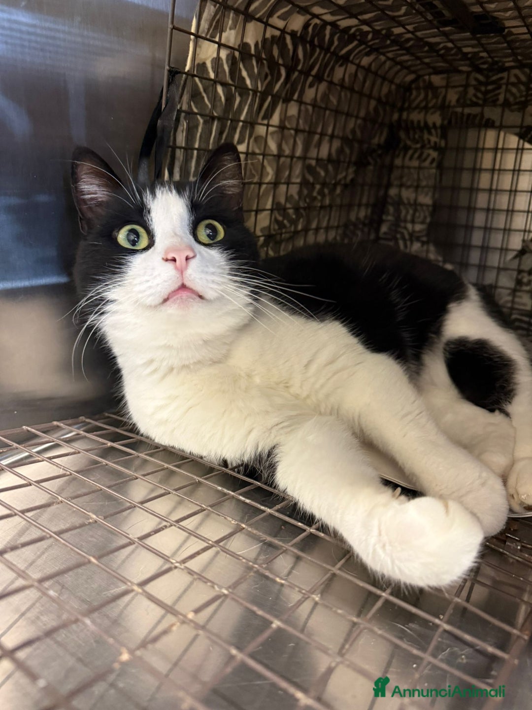 Meticcio gatti in regalo: GATTO - Annuncio 1