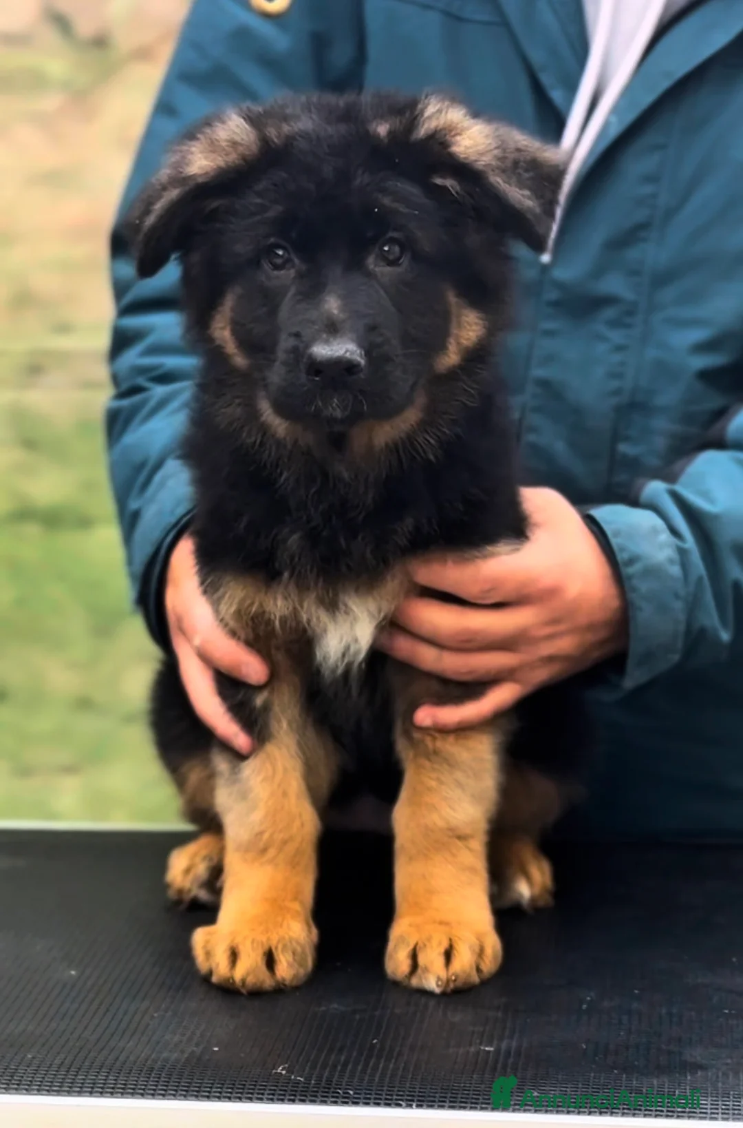 Pastore Tedesco cani in vendita: Splendida cucciola di Pastore Tedesco a Pelo Lungo - Annuncio 1