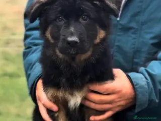 Pastore Tedesco cani Splendida cucciola di Pastore Tedesco a Pelo Lungo - Annuncio 2