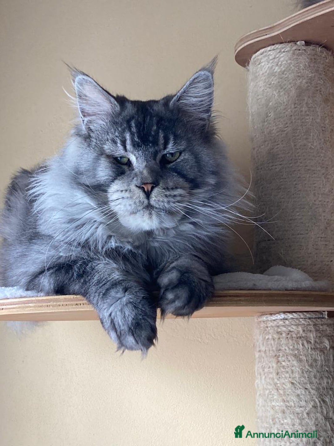 Immagine della galleria {{count}}