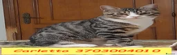 Europeo gatti in regalo: CARLETTO DOLCISSIMO GATTINO - Annuncio 2