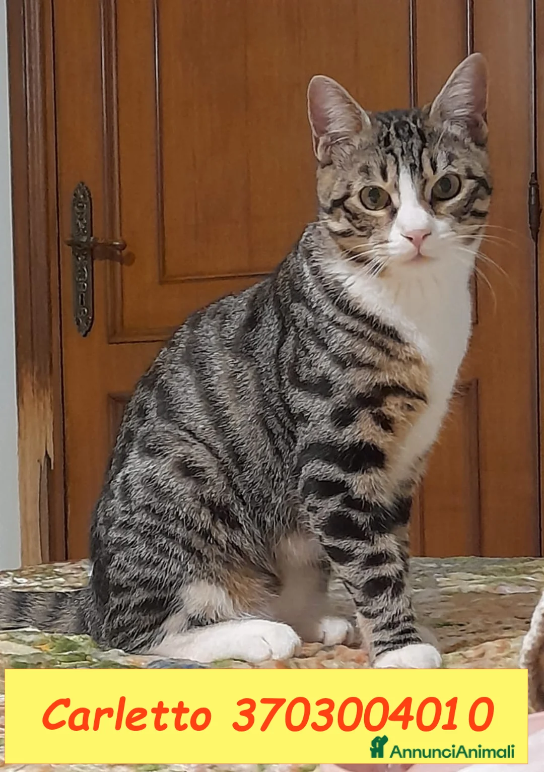 Europeo gatti in regalo: CARLETTO DOLCISSIMO GATTINO - Annuncio 2