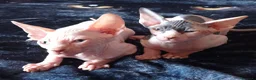 Sphynx gatti in vendita: Sphynx - Annuncio 5
