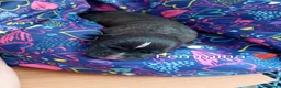Pitbull cani in vendita: Cuccioli di american Pitbull  - Annuncio 8