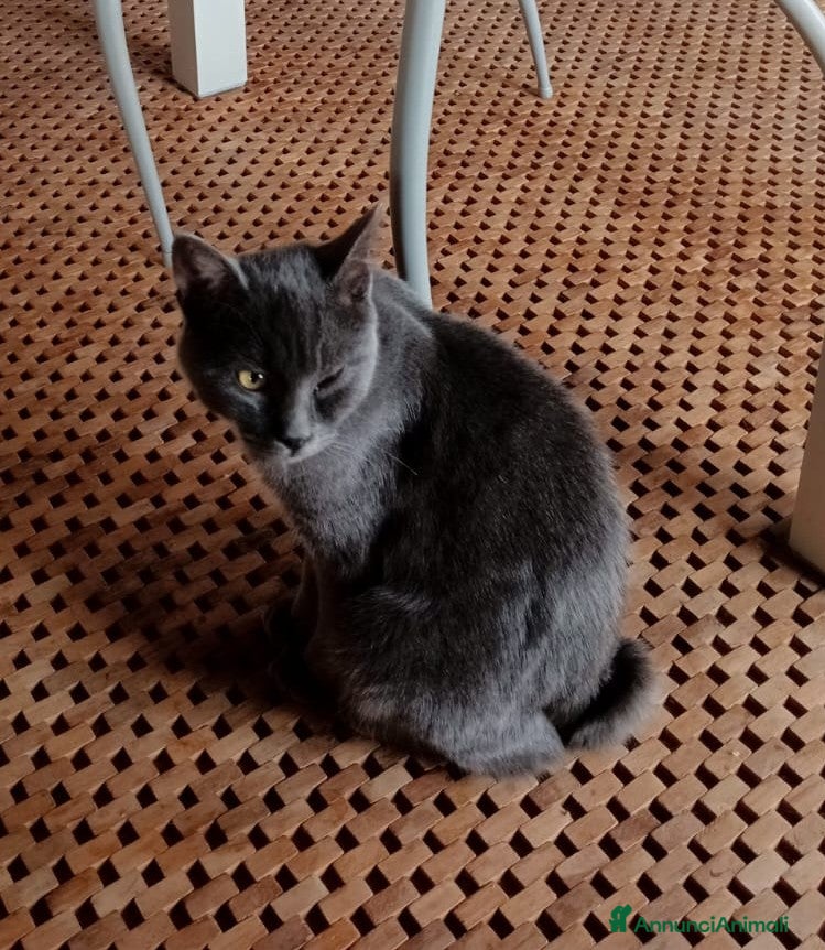 Certosino gatti Simil Certosino - Annuncio 5