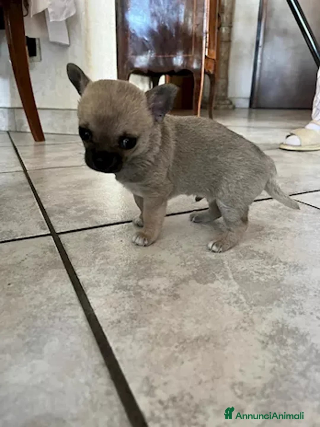 Chihuahua cani in vendita: Chihuahua - Annuncio 7