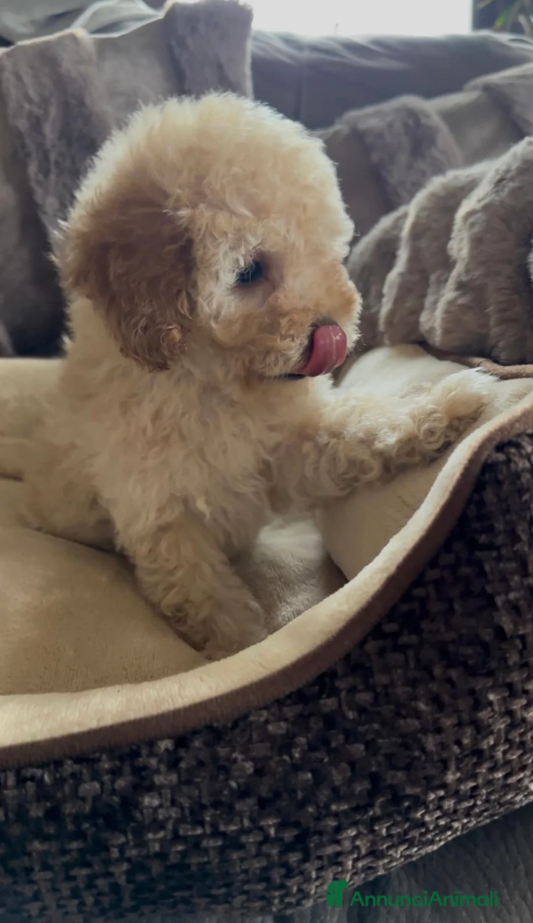 Barboncino cani in vendita: Barboncino nano❤️🐾 - Annuncio 2