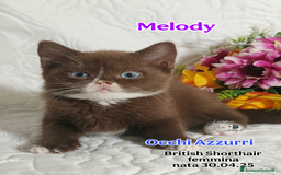 British gatti in vendita: British  / Scottish occhi AZZURRI  a Provincia di Pavia - Immagine 6
