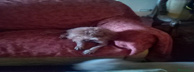 Rocket 