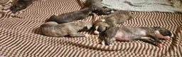 American Staffordshire cani in vendita: American staffordshire terrier  - Annuncio 11