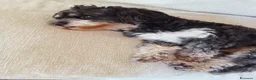 Volpino Italiano cani in regalo: Adozione urgente per cagnolini piccola taglia - Annuncio 4