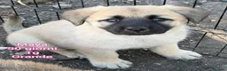 Meticcio cani in regalo: CUCCIOLI, URGENTE! TEMPO SCADUTO  a Provincia di Arezzo - Annuncio 3