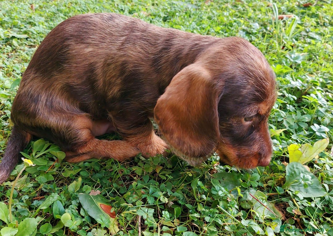 Bassotto cani in vendita: Bassotto Tedesco Nano a Pelo Duro - Annuncio 5
