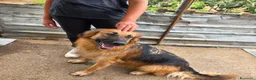 Meticcio cani in regalo: Panko,splendido simil pastore tedesco a pelo lungo - Annuncio 4