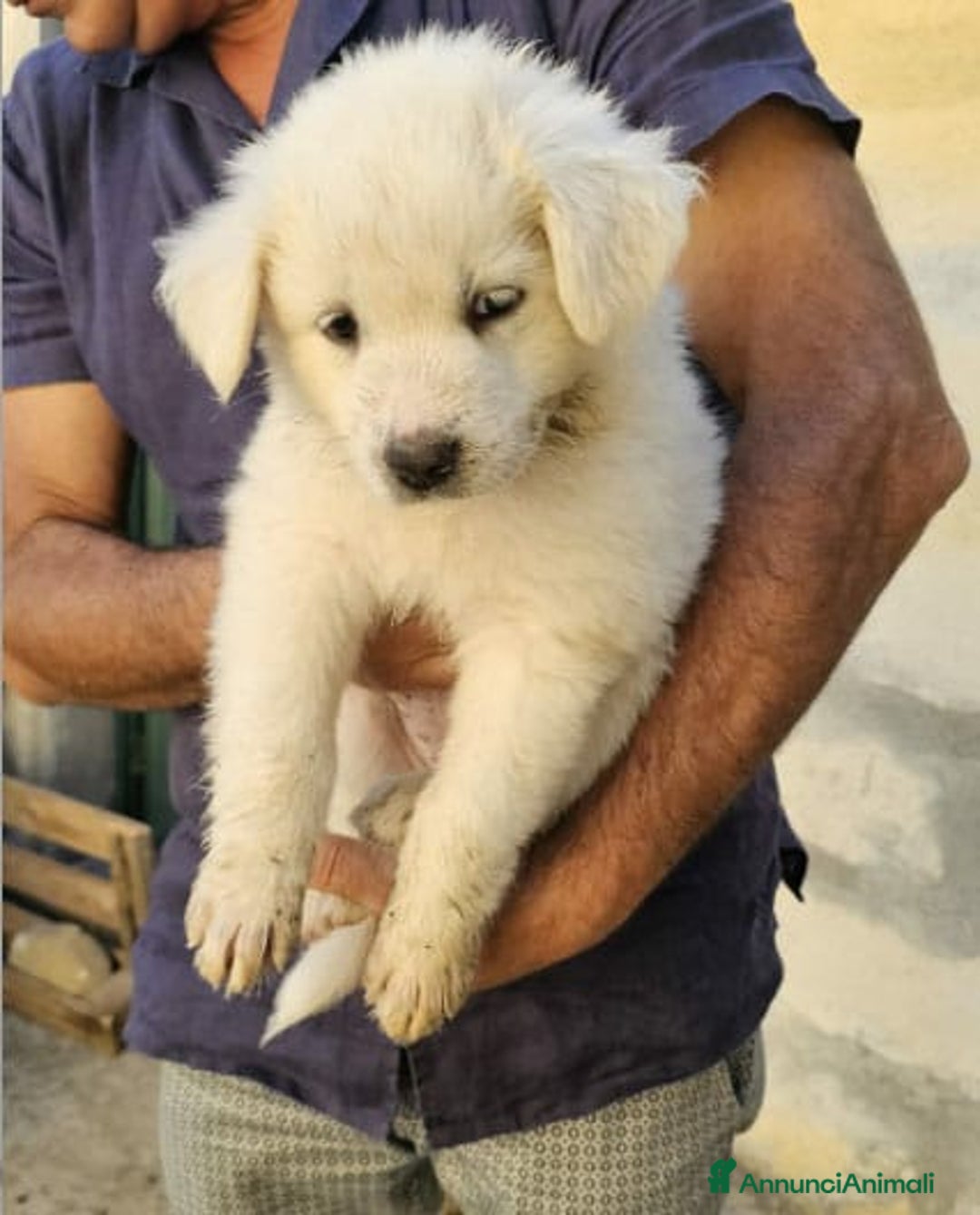 Meticcio cani in regalo: Laika & Brika, 65 giorni a Provincia di Bergamo - Immagine 3