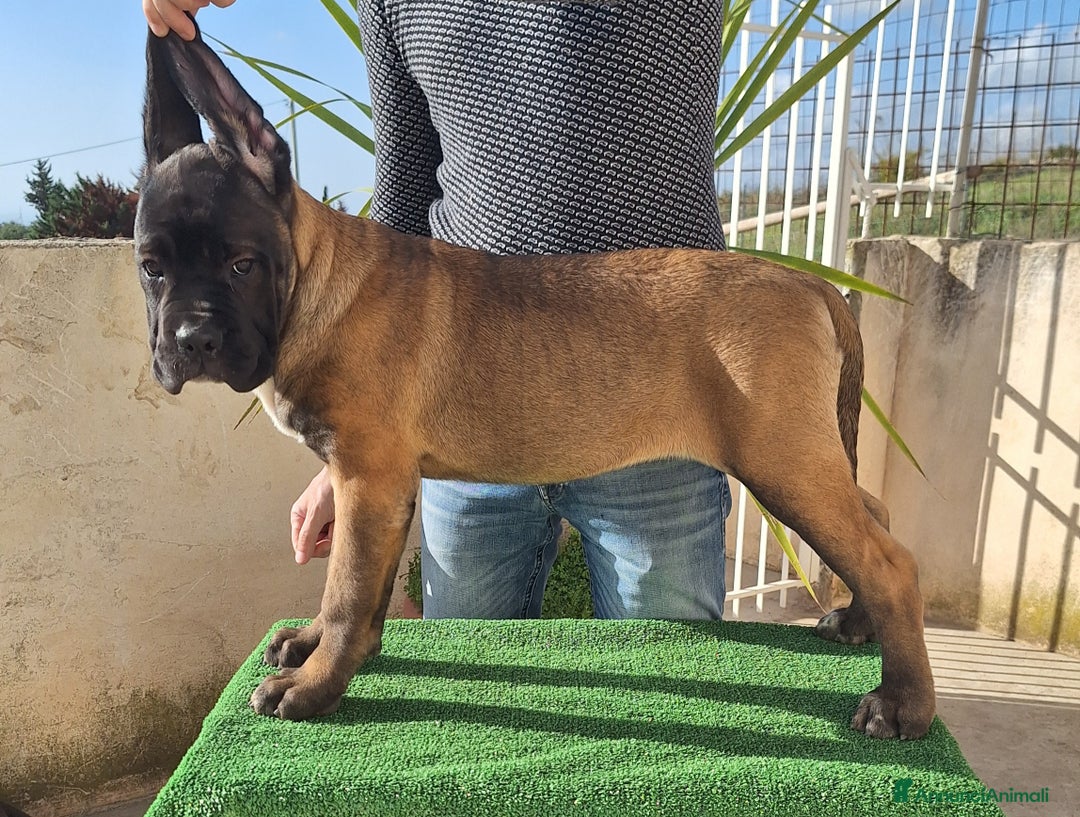 Cane Corso cani in vendita: Cucciole Cane Corso Pedigree - Annuncio 21