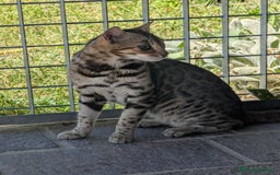 Bengala gatti in vendita: Bengala femmina riproduzione  a Provincia di Cuneo - Immagine 4