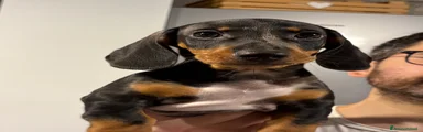 Bassotto 1
