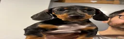 Bassotto cani in vendita: Cuccioli di bassotto Arlecchino  a Città metropolitana di Catania - Annuncio 6