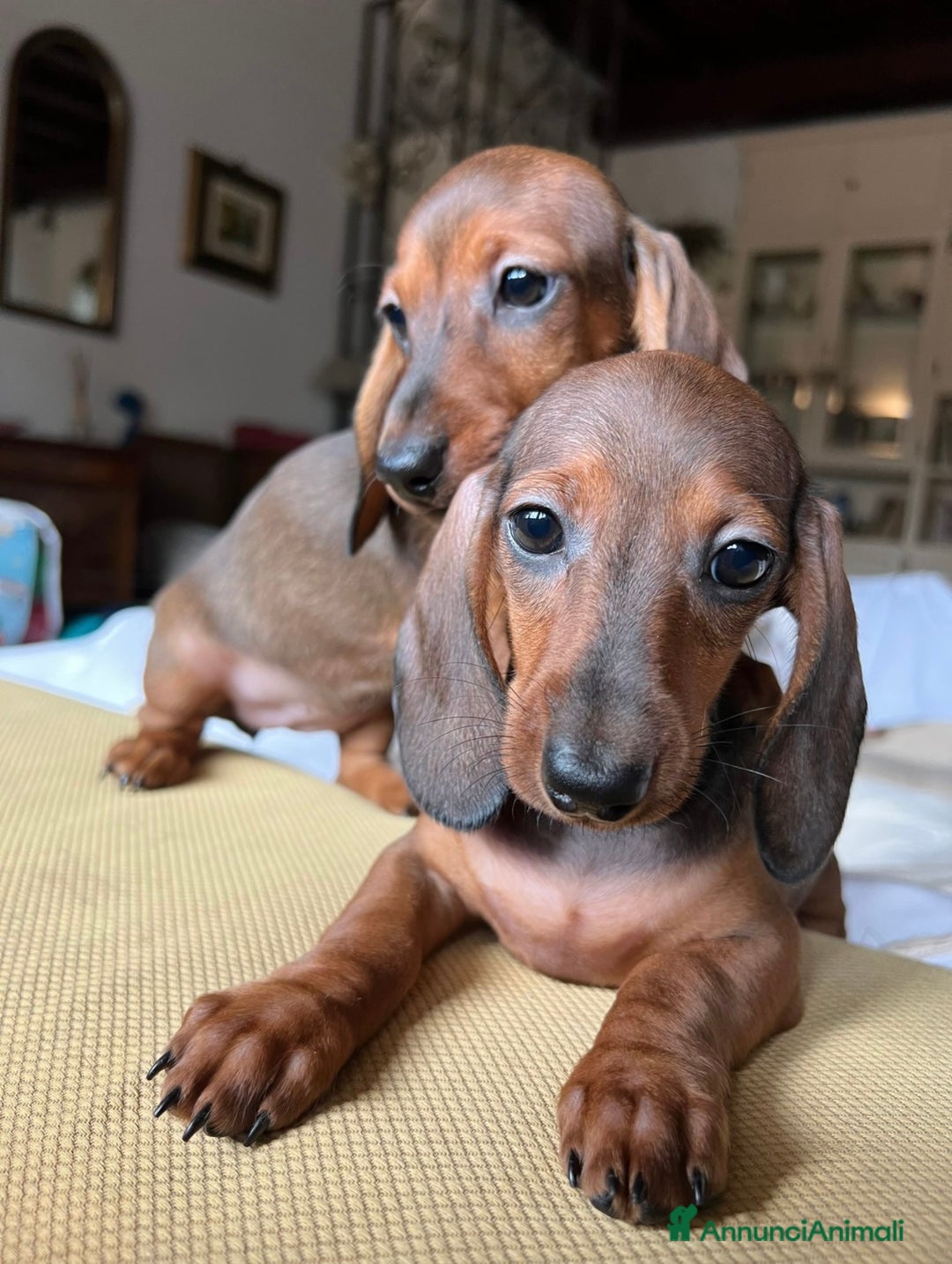 Bassotto cani in vendita: Cuccioli bassotto con pedigree  - Annuncio 6