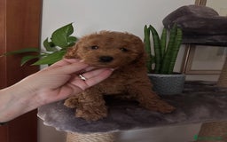 Barboncino cani in vendita: Barboncini cuccioli con pedigree Enci  a Provincia di Treviso - Immagine 7