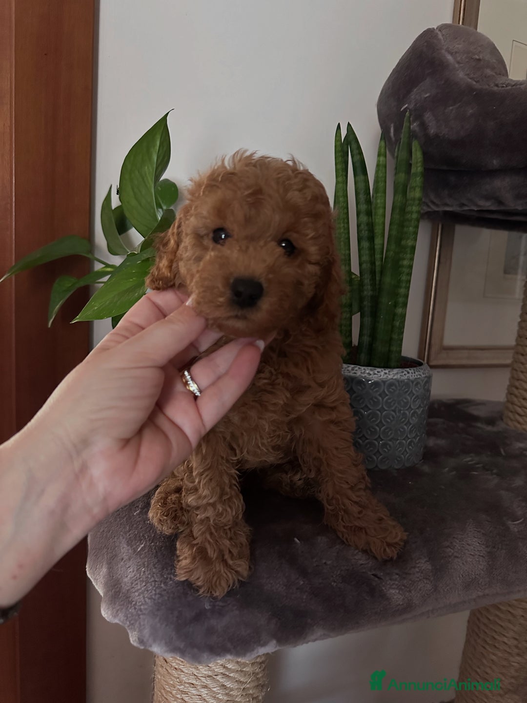 Barboncino cani in vendita: Barboncini cuccioli con pedigree Enci  a Provincia di Treviso - Immagine 7