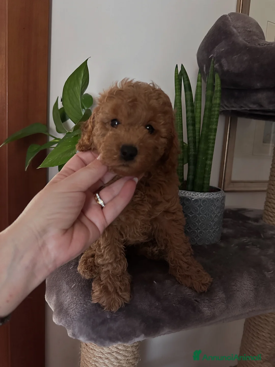 Barboncino cani in vendita: Barboncini cuccioli con pedigree Enci  a Provincia di Treviso - Annuncio 7