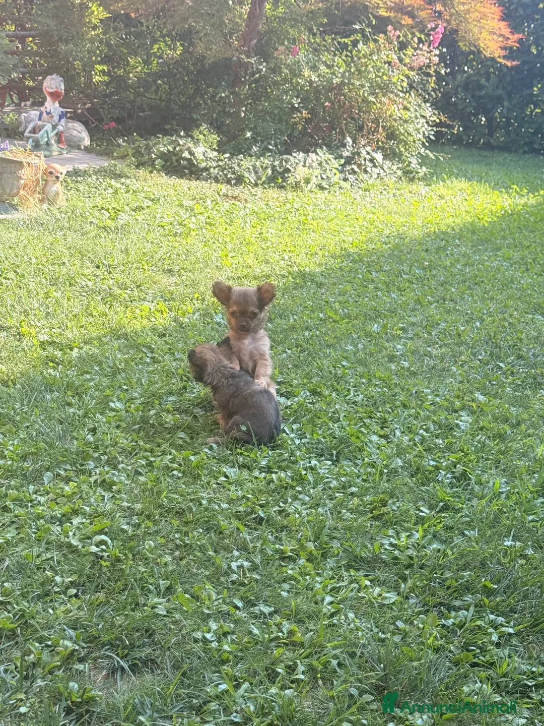 Chihuahua cani in vendita: Cucciolo di chihuahua - Annuncio 4