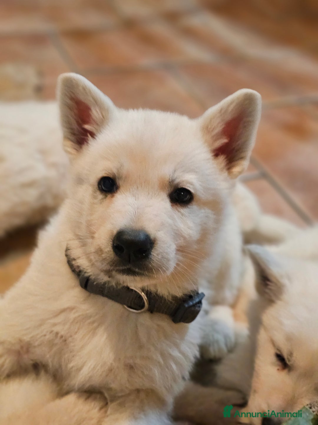 Pastore Svizzero cani in vendita: cucciolo pastore svizzero bianco  - Annuncio 2