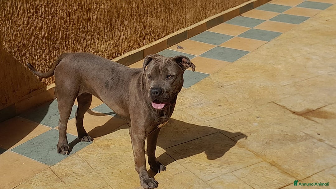 Pitbull cani in regalo: Splendida Pitbull - ELLA a Città metropolitana di Milano - Immagine 4