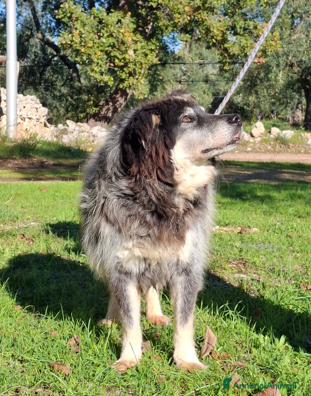 Meticcio cani in regalo: Nonno Nando Cerca Famiglia. Info Monica 3890238584 - Annuncio 7