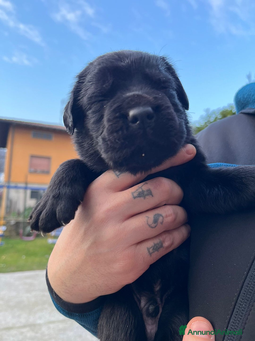 Cane Corso cani in vendita: Cuccioli cane corso - Annuncio 13