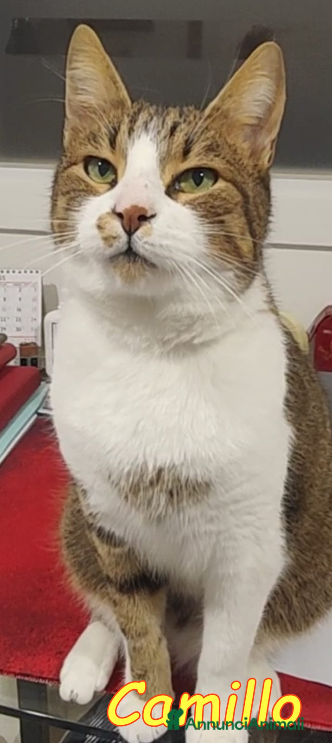 Europeo gatti in regalo: ADOZIONE URGENTE. RINUNCIA DI PROPRIETA’ - Annuncio 2